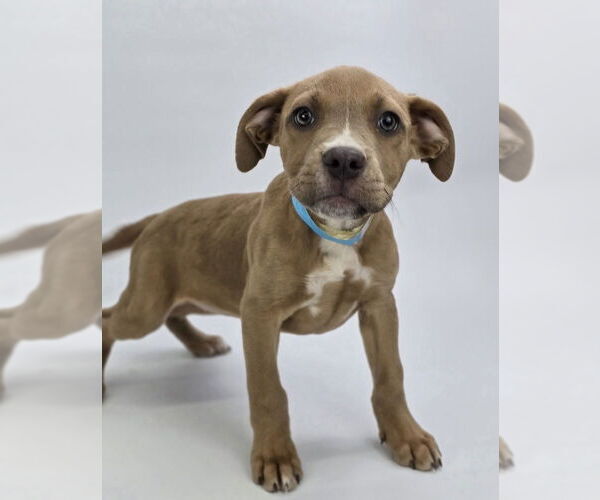 Medium Photo #3 American Staffordshire Terrier-Unknown Mix Puppy For Sale in Lakewood, CO, USA
