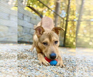 Roo - Male Labrador Retriever-Unknown Mix Dog for Adoption - Photo #3