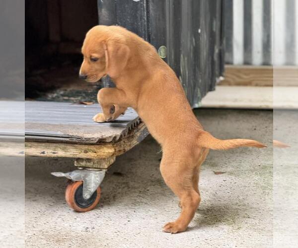Medium Photo #2 Labbe Puppy For Sale in Yardley, PA, USA