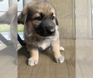 German Shepherd Dog Puppy for sale in BLAIRSVILLE, GA, USA