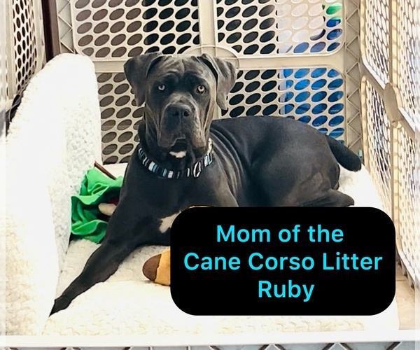 Medium Photo #1 Cane Corso Puppy For Sale in WOODLAND HILLS, CA, USA
