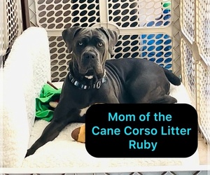 Mother of the Cane Corso puppies born on 04/30/2025