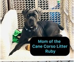 Small Photo #1 Cane Corso Puppy For Sale in WOODLAND HILLS, CA, USA