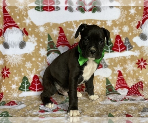 Medium Photo #3 Boxer Puppy For Sale in LANCASTER, PA, USA