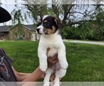 Small #9 American Corgi