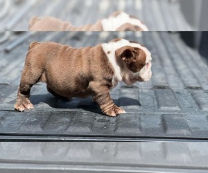 Bulldog Puppy for sale in ROSHARON, TX, USA