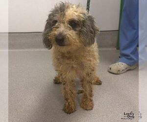 Pinky - Female Poodle (Miniature)-Unknown Mix Dog for Adoption - Photo #3