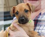 Small #3 Mutt