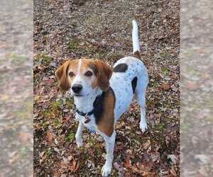 Treeing Walker Coonhound-Unknown Mix Dogs for adoption in Lake City, MI, USA