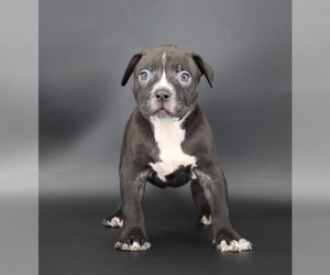 American Bully Puppy for sale in CHAMPAIGN, IL, USA