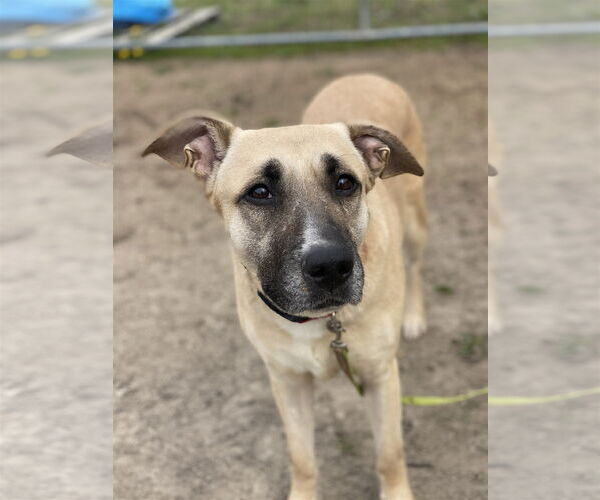 Medium Photo #2 Mutt Puppy For Sale in Virginia Beach, VA, USA