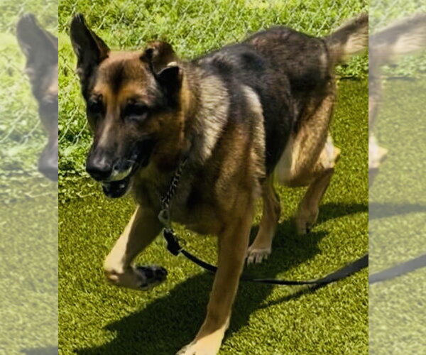 Medium Photo #4 Mutt Puppy For Sale in Fort Pierce, FL, USA