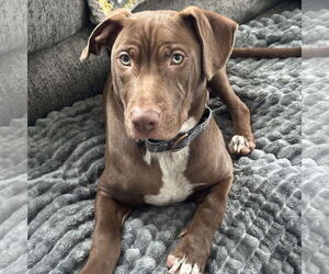 Mutt Dogs for adoption in Brooklyn Center, MN, USA