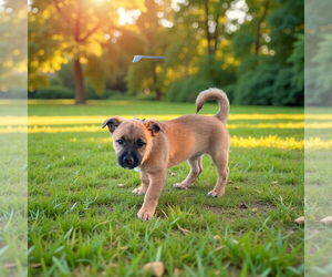 Mutt Dogs for adoption in Menifee, CA, USA