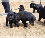 Small Photo #8 Labrador Retriever Puppy For Sale in NORTON SHORES, MI, USA