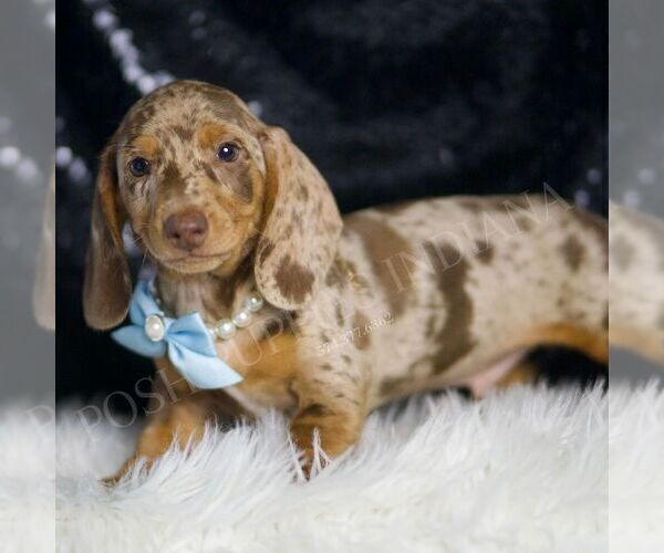 Medium Photo #77 Dachshund Puppy For Sale in WARSAW, IN, USA