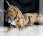 Small #3 Dachshund