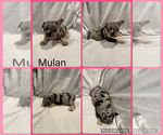 Puppy 7 French Bulldog