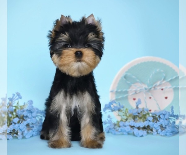 Medium Photo #1 Yorkshire Terrier Puppy For Sale in ROANOKE, VA, USA