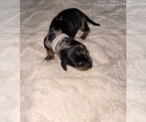 Medium Photo #1 Dachshund Puppy For Sale in ROWLAND HEIGHTS, CA, USA