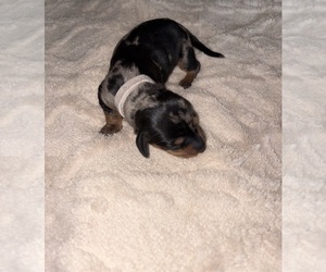 Dachshund Puppy for sale in ROWLAND HEIGHTS, CA, USA