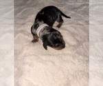 Small Dachshund