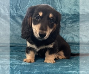 Dachshund Puppy for sale in MEMPHIS, TN, USA
