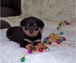 Small Photo #3 Rottweiler Puppy For Sale in APPLE CREEK, OH, USA