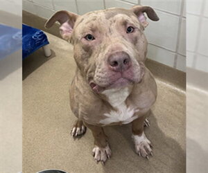 American Pit Bull Terrier Dogs for adoption in Derwood, MD, USA