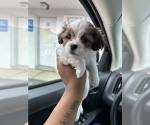 Australian Shepherd Puppy for sale in SOUTHFIELD, MI, USA