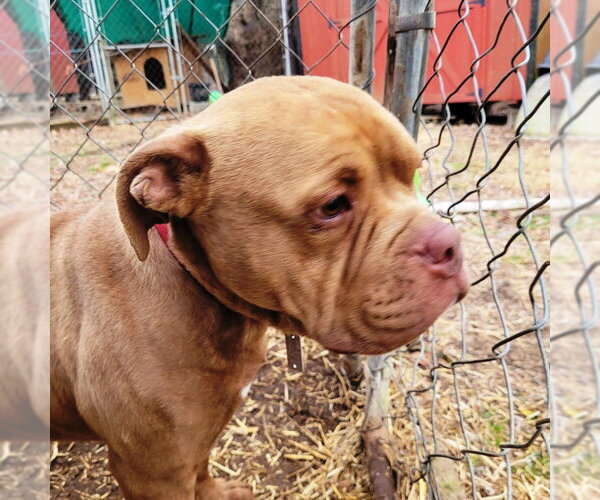 Medium Photo #6 American Bulldog Puppy For Sale in Westminster, MD, USA