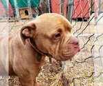 Small #5 American Bulldog