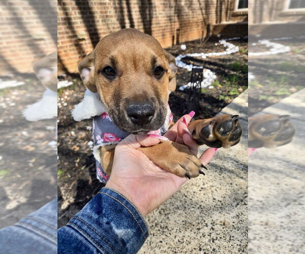 Medium Photo #2 Redbone Coonhound-Unknown Mix Puppy For Sale in Mooresville, NC, USA