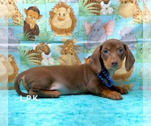 Dachshund Puppy for sale in WINNSBORO, LA, USA