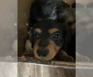 Dorkie Puppy for sale in CAMDEN, SC, USA
