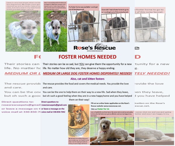 Medium Photo #3 Mutt Puppy For Sale in Rootstown, OH, USA