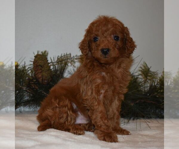 Medium Photo #5 Goldendoodle-Poodle (Miniature) Mix Puppy For Sale in NEWPORT, PA, USA