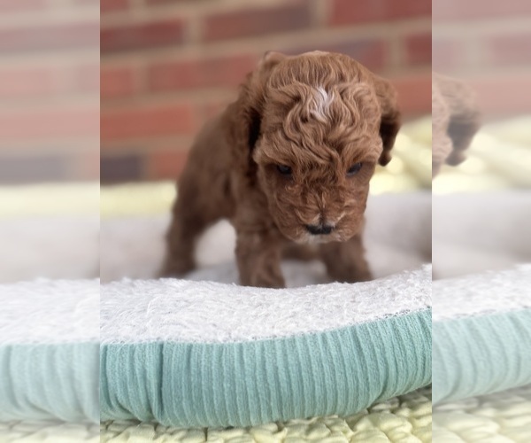 Medium Photo #43 Cavapoo-Poodle (Toy) Mix Puppy For Sale in PENSACOLA, FL, USA