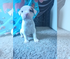 Olde English Bulldogge Puppy for sale in VERSAILLES, IL, USA