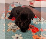Light Blue - Male Labrador Retriever Puppy for Sale - Photo #3