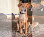 Small #3 Labrador Retriever Mix