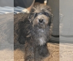 David - Male Bernedoodle (Miniature) (+ Poodle Miniature) Puppy for Sale - Photo #7