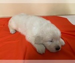 Small Photo #6 English Cream Golden Retriever Puppy For Sale in PAULINE, SC, USA