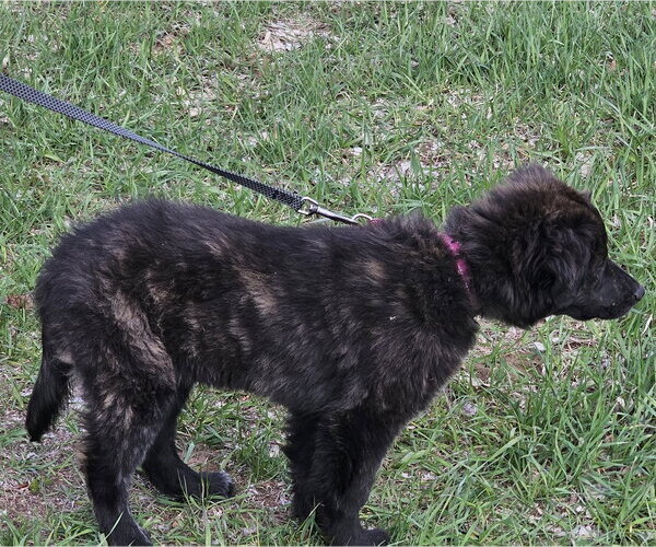 Medium Photo #5 Great Pyrenees-Unknown Mix Puppy For Sale in Brooklyn Center, MN, USA
