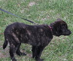 Small #4 Great Pyrenees Mix