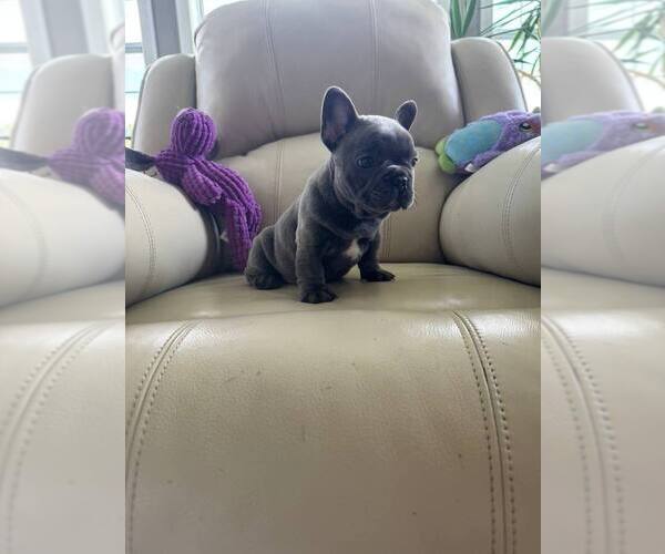 Medium Photo #6 French Bulldog Puppy For Sale in TREVOSE, PA, USA