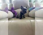 Small #5 French Bulldog