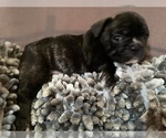 Small Photo #14 French Bulldog Puppy For Sale in NEWARK, NJ, USA