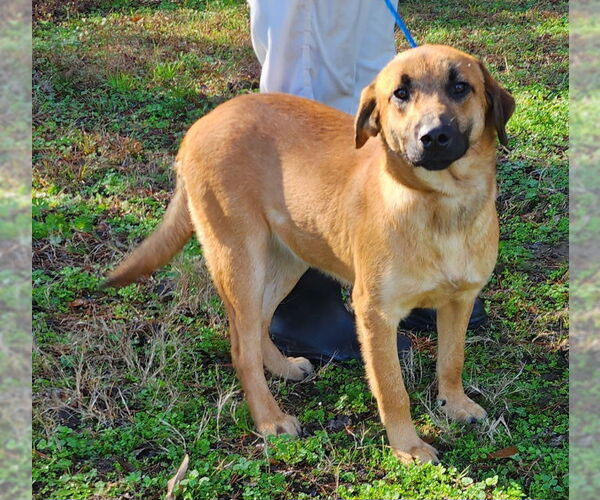 Medium Photo #6 Mutt Puppy For Sale in Wetumpka, AL, USA