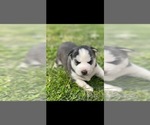 Small Photo #1 Siberian Husky Puppy For Sale in JOPLIN, MO, USA